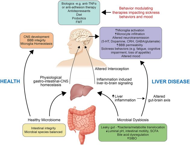 liver-brain axis