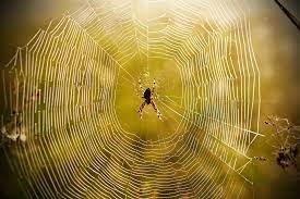 Spiders spin webs to catch prey. They’re also trapping a wealth of genetic information